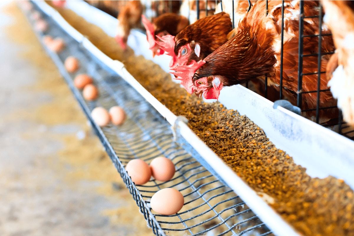 Egg Shortage Causes Major Restaurants In Japan To Suspend Menus